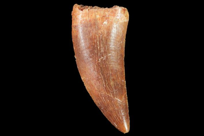 Raptor Tooth - Real Dinosaur Tooth #102363